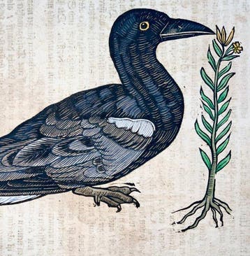Conrad Gessner [b1516]; folio woodcut - Black Tern, bird -