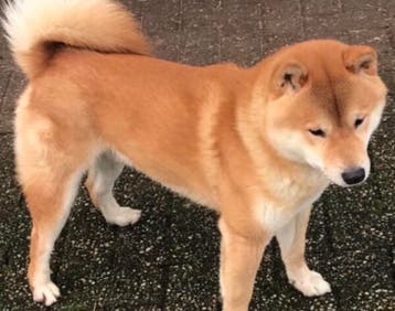 Prachtige shiba inu pups, Dieren en Toebehoren, Nederland, Poolhond, Meerdere, Meerdere dieren