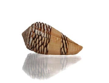 Topkwaliteit Conus mercator 33,5 mm - NGor (Senegal) -, Nieuw