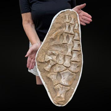 Zwemvin van een mosasaurus op zijn matrix – natuurlijk
