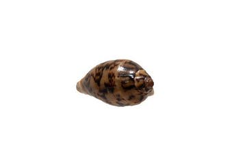 GIANT Cymbiola vespertilio (75mm) | Foutloos GEM-kwaliteit •, Verzamelen, Dierenverzamelingen, Nieuw
