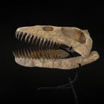 Plesiosaurus - Fossiele schedel - Zarafasaura oceanis - 46