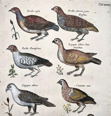 Matthäus Merian (1593-1650) - hand coloured folio Birds: