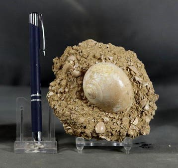 Uitzonderlijke fossiele schelp - op originele matrix -, Verzamelen, Mineralen en Fossielen