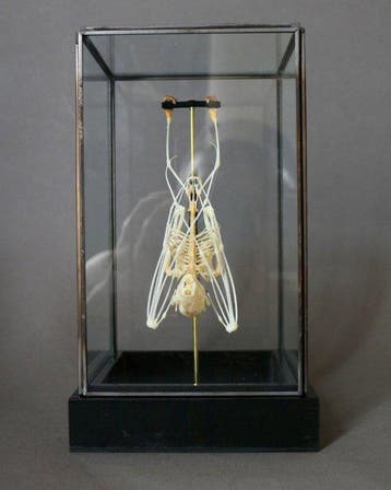 Vleermuis Taxidermie volledige montage - Cynopterus sphinx -