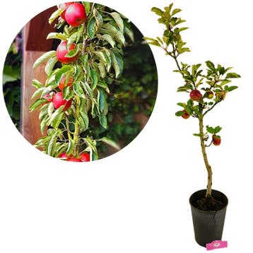 zuilappelboom Malus domestica Ballerina Flamen, Verzenden, Volle zon