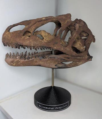 Fossiele schedel - Allosaurus - Museum-Grade Replica - 35 cm