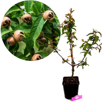Mespilus Germanica Nottingham + pot 23cm, Verzenden, Volle zon