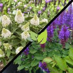 herfstpakket 5 vlinderstruiken + 5 Salvia, Tuin en Terras, Planten | Struiken en Hagen, Ophalen of Verzenden, Vlinderstruik, Struik