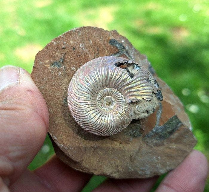 Parelmoer-Ammoniet - Gefossiliseerd dier - Cadoceras, Verzamelen, Mineralen en Fossielen