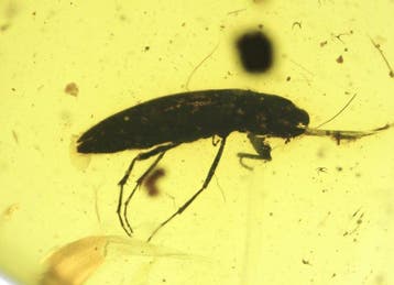 Birmese barnsteen - Barnsteen - Burmese Amber (99 Ma) with