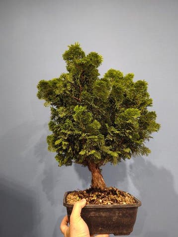 Hinoki cipres bonsai (Chamaecyparis obtusa) - Hoogte (boom):