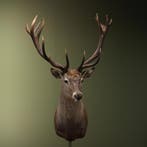 Edelhert Taxidermie Opgezette Dieren By Max, Verzamelen, Dierenverzamelingen, Ophalen of Verzenden, Nieuw, Wild dier, Opgezet dier