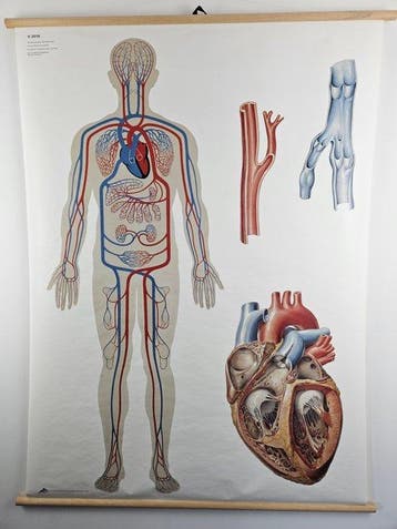 Human Blood Circulation (V2018) – 3B Scientific Duitsland -