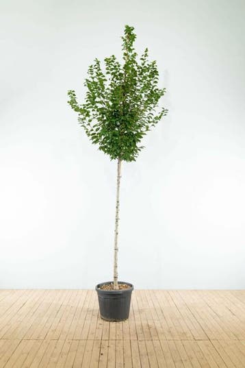 Carpinus betulus Lucas hoogstam