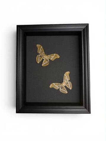 Mot Taxidermie volledige montage - Samia cynthia - 28 cm -