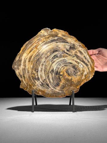 Prachtige plak versteend hout op een op maat gemaakte