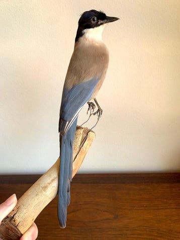 Exemplaar van de Aziatische gaai Taxidermie volledige, Nieuw