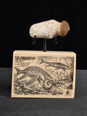 Fossiele tand - Globidens (Zonder minimumprijs), Verzamelen