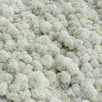 Rendiermos IJslandsmos Finlandsmos 15 kilo, Ophalen of Verzenden, Nieuw