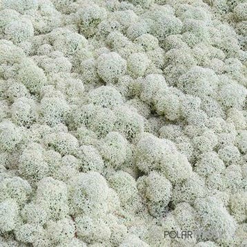 Rendiermos IJslandsmos Finlandsmos 15 kilo, Ophalen of Verzenden, Nieuw