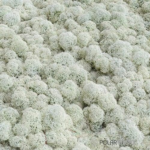 Rendiermos IJslandsmos Finlandsmos 15 kilo, Huis en Inrichting, Woonaccessoires | Kunstplanten en Kunstbloemen, Nieuw, Ophalen of Verzenden