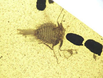 Birmese barnsteen - Barnsteen - Burmese Amber with Fossil