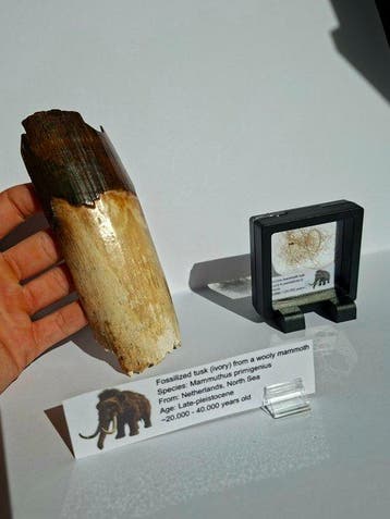 Wolharige mammoet - SET - Gefossiliseerde slagtand -