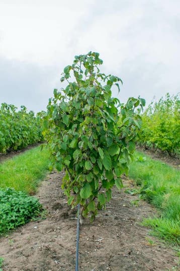 Davidia involucrata meerstammig 250-300