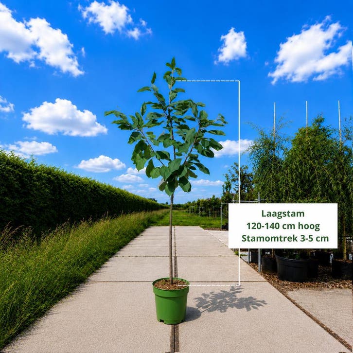 Kersenbomen | Eigen kwekerij voorraad | BetuweBomen, Tuin en Terras, Planten | Bomen
