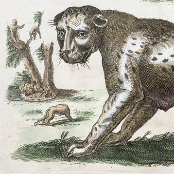 Matthäus Merian (1593-1650) - Tiger, Panther, Leopard, Lynx, Antiek en Kunst