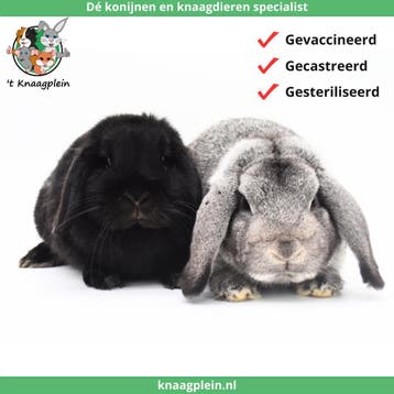 Gecastreerde en Gesteriliseerde konijnen - Vanaf 8 weken oud, Dieren en Toebehoren, Meerdere dieren, Dwerg, Hangoor, 0 tot 2 jaar