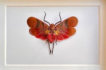 Vlinder Taxidermie volledige montage - Scamandra rosea -