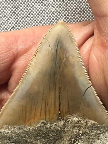 Megalodon-tand 9,1 cm - Fossiele tand - Carcharocles