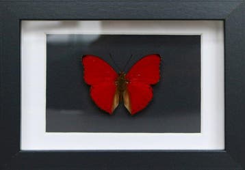 Vlinder Taxidermie volledige montage - Cymothoe sangaris -