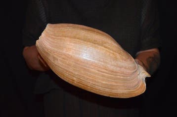 Zeeslak Zeeschelp - S-362 CYMBIUM GLANS (Zonder, Verzamelen, Dierenverzamelingen, Nieuw