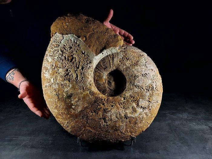 Indrukwekkende enorme ammoniet - Gefossiliseerd dier -, Verzamelen, Dierenverzamelingen