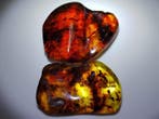 FOSSlL-AMAZING!! Dominicaans amber- 58 g
