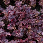 Heuchera micrantha Palace Purple - Wortelgoed - 5 stuks, Tuin en Terras, Verzenden