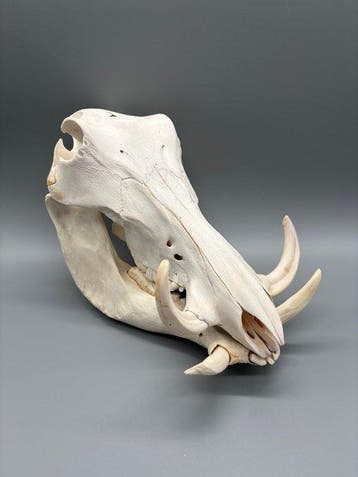 Wrattenzwijn Schedel - Phacochoerus africanus - 19 cm - 17, Verzamelen, Dierenverzamelingen, Nieuw