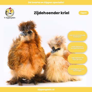 Verschillende Soorten Jonge Tamme Krielkippen Te Koop!, Dieren en Toebehoren, Pluimvee, Vrouwelijk, Kip