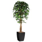 Ficus kunstplant, H210cm, Ophalen of Verzenden, Overige soorten, 200 cm of meer