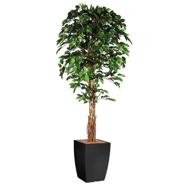 Ficus kunstplant, H210cm, Huis en Inrichting, Kamerplanten, Overige soorten, 200 cm of meer, Ophalen of Verzenden