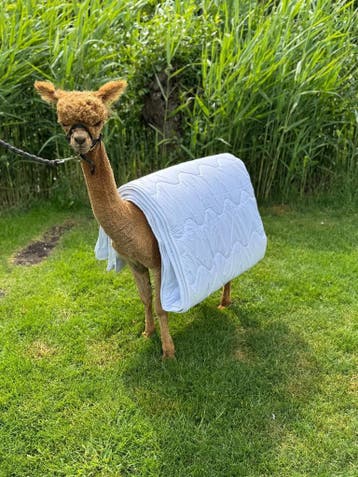 Alpaca Dekbed 4-seizoenen 140x200  GOTS gecertificeerd tijk, Eenpersoons, Verzenden, Wit, Nieuw