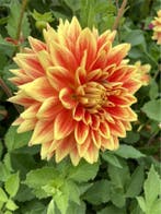 Dahlia Explosion (Rood geel, Dahlia’s kopen?), Ophalen of Verzenden