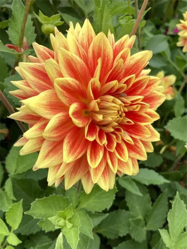 Dahlia Explosion (Rood geel, Dahlia’s kopen?), Tuin en Terras, Bloembollen en Zaden, Ophalen of Verzenden