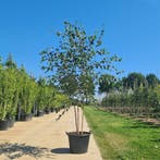 Meerstammige Himalaya berk | Betula met witte stam