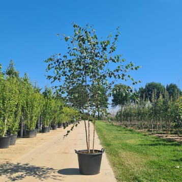 Meerstammige Himalaya berk | Betula met witte stam, Tuin en Terras, Planten | Bomen