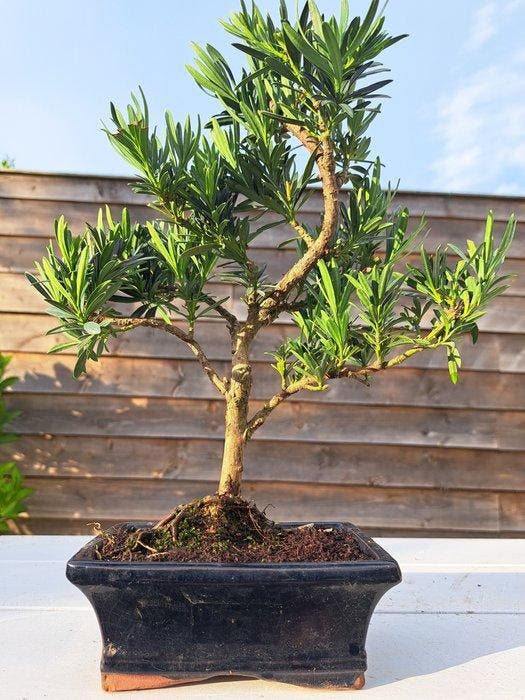 Boeddha-den bonsai (Podocarpus macrophyllus) - Hoogte, Antiek en Kunst, Curiosa en Brocante