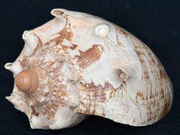 Zeeslak Zeeschelp - S-313 CYMBIOLA IMPERIALIS (Zonder, Verzamelen, Nieuw